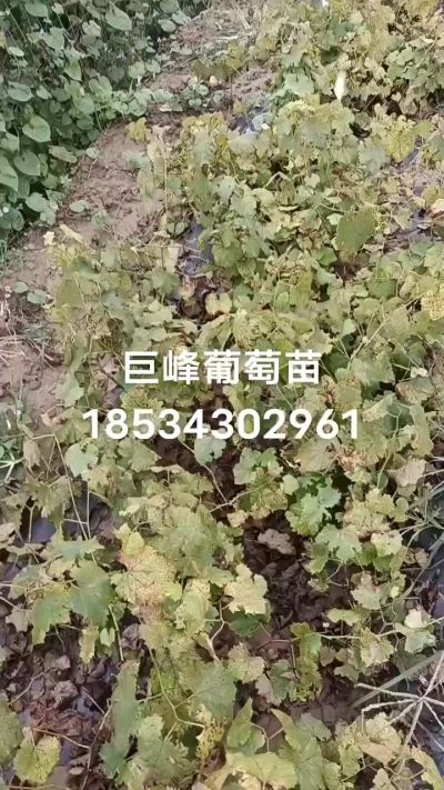 出售早熟巨峰葡萄苗。药用连翘苗，科研五号优质种苗，2/5年苗，药用连翘树，挂果树，全国包邮到家！财富密码18534302961