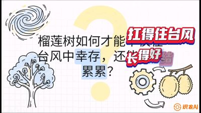 第四节：中国榴莲突围战：为生存重塑权型，抗台风矮化栽培与力学牵引，课程：《国产榴莲突围战：从泰国经验到中国实操的8堂必修课（高阶实战版）》
