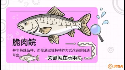 第六节：【老品升级&middot;脆肉鲩】如何让草鱼身价翻倍？，课程：《黄金鳞甲：2025中国淡水鱼高效养殖实战营》