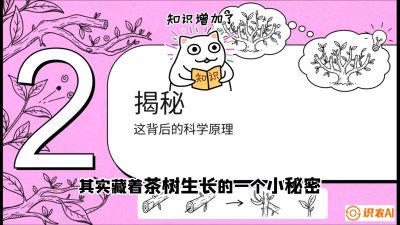 第04节（修剪篇）：树势复活术：从&ldquo;越剪越弱&rdquo;到&ldquo;枝繁叶茂&rdquo;的能量管理与夏秋茶逆袭，课程：《茶金时代：从&ldquo;看天吃饭&rdquo;到&ldquo;精准控局&rdquo;的茶叶高产提质实战课》