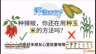 第1节：【品种定江山】工业辣椒vs小米辣：底肥公式与密度陷阱的&ldquo;百万生意经&rdquo;，课程：《辣椒种植实战特训营，从工业辣椒到精品小米辣，教你如何把&ldquo;草&rdquo;种成&ldquo;金&rdquo;》