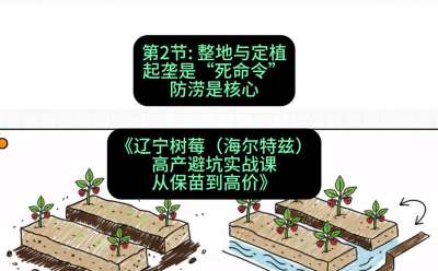 第二节： 整地与定植&mdash;&mdash;起垄是&ldquo;死命令&rdquo;，防涝是核心，课程：《辽宁树莓（海尔特兹）高产避坑实战课：从保苗到高价》