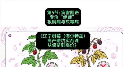 第五节： 病害阻击&mdash;&mdash;专治&ldquo;绝症&rdquo;根腐病与灰霉病，课程：《辽宁树莓（海尔特兹）高产避坑实战课：从保苗到高价》
