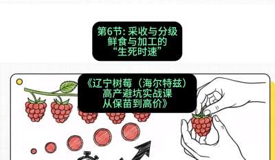 第六节： 采收与分级&mdash;&mdash;鲜食与加工的&ldquo;生死时速&rdquo;，课程：《辽宁树莓（海尔特兹）高产避坑实战课：从保苗到高价》