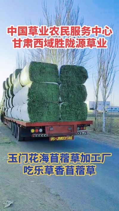 中国苜蓿草原产地批发苜蓿草 甘肃玉门胜陇源草业。18293765000