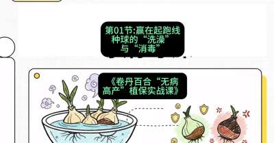 第01节：赢在起跑线&mdash;&mdash;种球的&ldquo;洗澡&rdquo;与&ldquo;消毒&rdquo;，课程：《卷丹百合&ldquo;无病高产&rdquo;植保实战课》#识农AI
