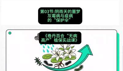 第03节：阴雨天的噩梦&mdash;&mdash;灰霉病与疫病的&ldquo;保护伞&rdquo;，课程：《卷丹百合&ldquo;无病高产&rdquo;植保实战课》#识农AI