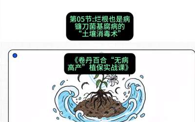 第05节：烂根也是病&mdash;&mdash;镰刀菌基腐病的&ldquo;土壤消毒术&rdquo; ，课程：《卷丹百合&ldquo;无病高产&rdquo;植保实战课》#识农AI