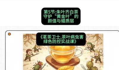 第05节：朱叶齐白茶&mdash;&mdash;守护&ldquo;黄金叶&rdquo;的颜值与蜡质层（重点），课程：《茗茶卫士&mdash;&mdash;茶叶病虫害绿色防控实战课》#识农AI
