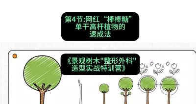 第04节：网红&ldquo;棒棒糖&rdquo;&mdash;&mdash;单干高杆植物的速成法，课程：《景观树木&ldquo;整形外科&rdquo;造型实战特训营》#识农AI
