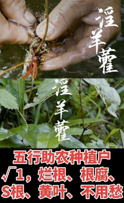 177，1907，0725，V 同号
1  老乡们！种淫羊藿不用乱买肥，咱这款专用肥，针对淫羊藿习性配的，壮苗防烂根，采收多卖钱，用过都回头！
2  咱种淫羊藿图的就是省心高产！专用肥薄肥勤施，苗不烧