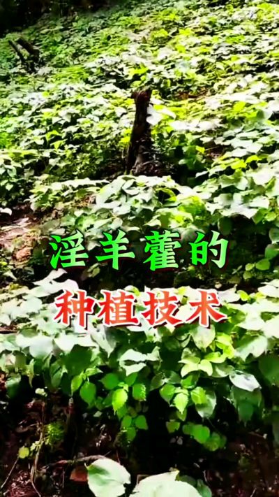 揭秘&ldquo;仙草&rdquo;淫羊藿的种植密码！耐严寒耐贫瘠，林下套种不占耕地，管理简单还能套种其他作物，一亩地的投入两亩地的收益～ 想返乡创业的赶紧码住！ #淫羊藿种植技术 #返乡创业项目 #药材种植指南 #农业新风