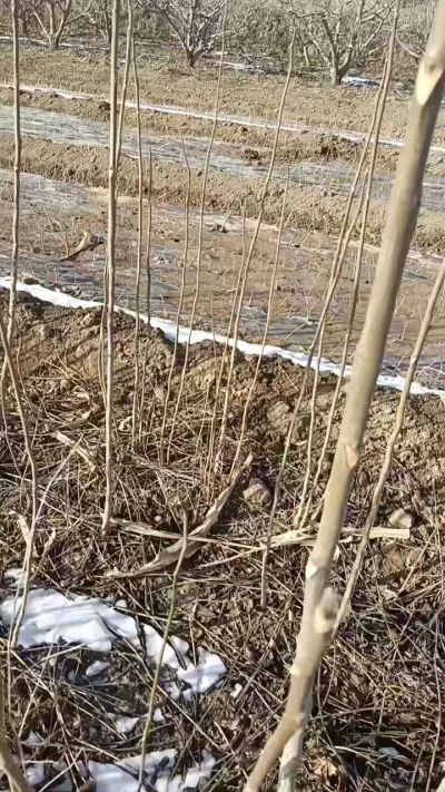 臭椿苗，一年苗，需要联系我，全国包邮到家。18534302961