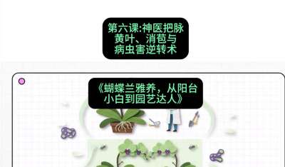 第六节：神医把脉：黄叶、消苞与病虫害逆转术，课程：《蝴蝶兰雅养六讲：从阳台小白到园艺达人》#识农AI