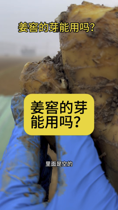 姜窖的芽能用吗？