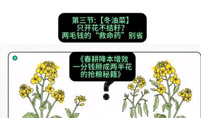 第三节：【冬油菜】只开花不结籽？两毛钱的&ldquo;救命药&rdquo;别省