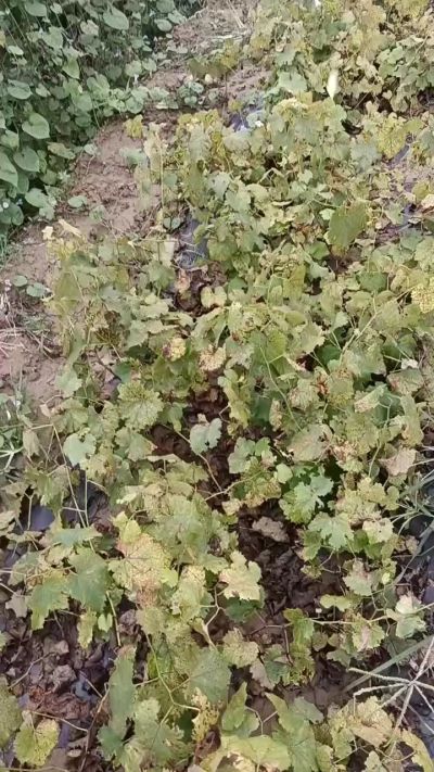 出售巨峰葡萄苗。药用连翘苗，科研五号优质种苗，2/5年苗，药用连翘树，挂果树，全国包邮到家！财富密码18534302961