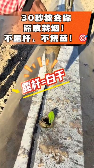 这个栽法太关键了！深栽是烤烟成活的根本，亲测有效！