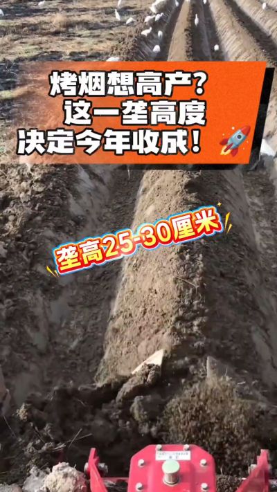 想让烤烟高产，就得从细节抓起。分享一点实打实的干货，只为帮大家少走弯路，种出好烟叶！🌱👍