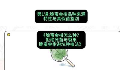 第1节：脆蜜金柑品种来源、特性与真假苗鉴别，课程：《脆蜜金柑怎么种？拒绝死苗与裂果，脆蜜金柑8步避坑种植法》#识农AI