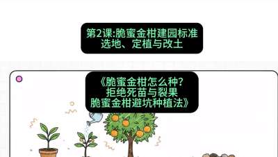 第2节：脆蜜金柑建园标准：选地、定植与改土，课程：《脆蜜金柑怎么种？拒绝死苗与裂果，脆蜜金柑8步避坑种植法》#识农AI
