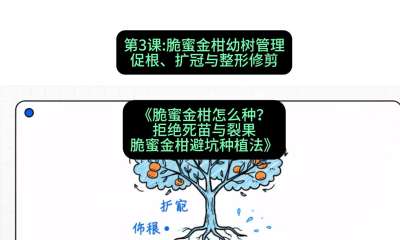 第3节：脆蜜金柑幼树管理：促根、扩冠与整形修剪，课程：《脆蜜金柑怎么种？拒绝死苗与裂果，脆蜜金柑8步避坑种植法》#识农AI