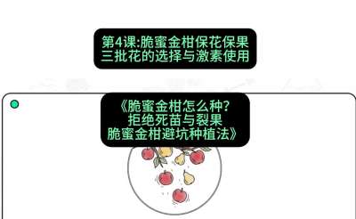 第4节：脆蜜金柑保花保果：三批花的选择与激素使用，课程：《脆蜜金柑怎么种？拒绝死苗与裂果，脆蜜金柑8步避坑种植法》#识农AI