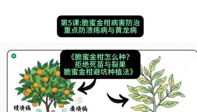 第5节：脆蜜金柑病害防治：重点防溃疡病与黄龙病，课程：《脆蜜金柑怎么种？拒绝死苗与裂果，脆蜜金柑8步避坑种植法》#识农AI