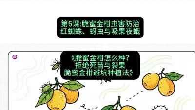 第6节：脆蜜金柑虫害防治：红蜘蛛、蚜虫与吸果夜蛾，课程：《脆蜜金柑怎么种？拒绝死苗与裂果，脆蜜金柑8步避坑种植法》#识农AI