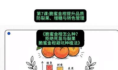 第7节：脆蜜金柑提升品质：防裂果、增糖与转色管理，课程：《脆蜜金柑怎么种？拒绝死苗与裂果，脆蜜金柑8步避坑种植法》#识农AI