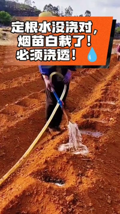 定根水没浇对，烟苗白栽啦！必须浇透。