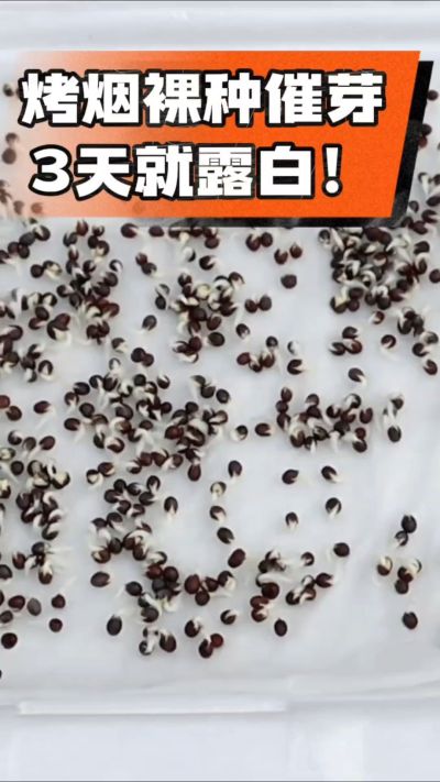 烤烟裸种催芽小技巧，清水浸泡、保温保湿，3天就能露白，出苗快又齐！烟农朋友收藏备用～