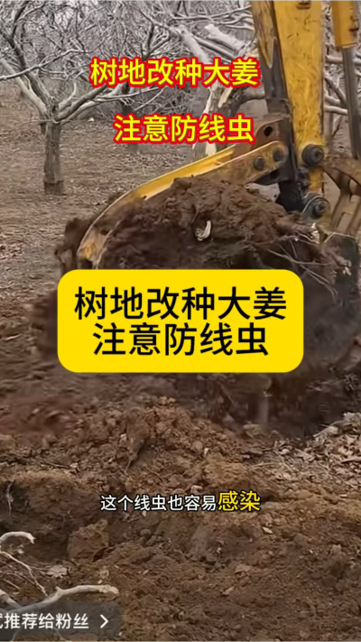 树地改种大姜，注意防线虫！