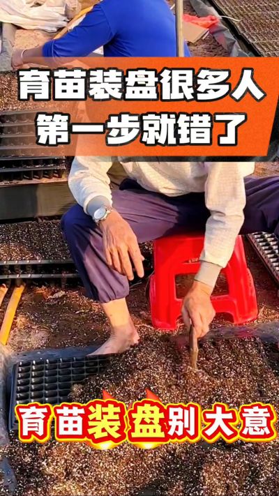 烤烟育苗基质装盘，一步做对，出苗整齐又壮苗！装盘技巧记牢，少走弯路，育苗更省心