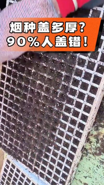 烟种盖多厚？90%烟农都盖错！薄盖才出苗齐、不闷种，烤烟育苗关键一步，照着做就对了