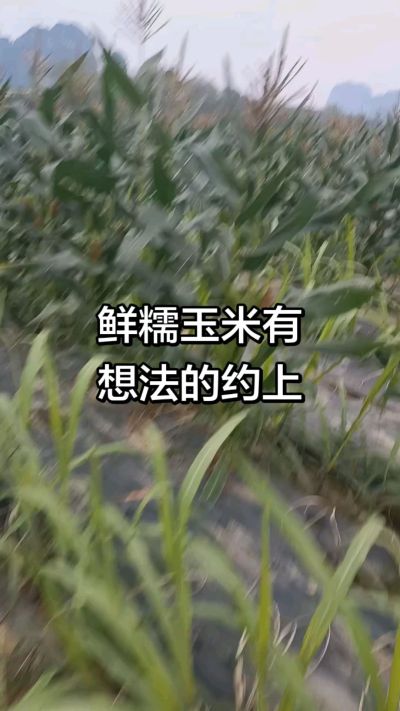 农户种植的白糯玉米大量上市，助农帮农在行动