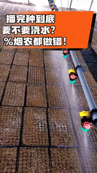 烤烟播完种一定要浇透底水，喷雾慢浇、别大水冲，盘底漏水才算到位，出苗又齐又壮！#烤烟育苗 #烤烟种植 #烟农干货 #育苗技术