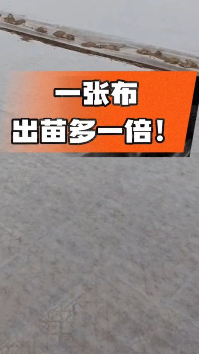 烤烟育苗盖无纺布，保温保湿出苗齐，不烂种、出苗快，烟农必备小技巧！