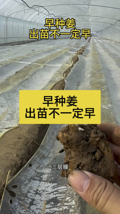 早种姜，出苗不一定早！