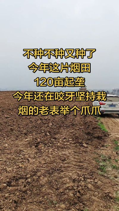 不种不种又种啦，还在咬牙坚持栽烟的老表集合啦！