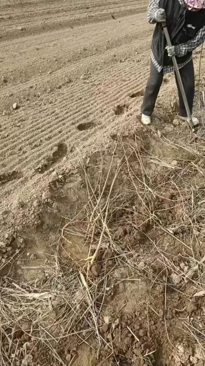 臭椿苗，一年籽播苗，地径0.5/1公分以上。需要联系18534302961