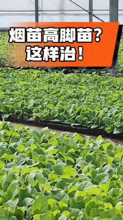 烤烟齐苗期管理关键：精准控温，防高脚苗，培育壮苗好上手！
