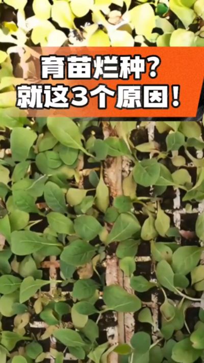 烤烟育苗烂种？3个原因讲清楚！消毒、控水、控温，做到就苗齐苗壮🔥
#烤烟育苗 #烤烟种植 #烂种防治 #烟农