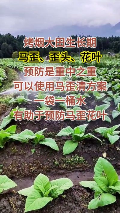 烤烟大田生长期，马歪歪头花叶预防是重中之重，可以使用马歪清方案，一袋一桶水，有助于预防马歪花叶。
烤烟管理早做一步，后期少操心！#烤烟种植#烤烟管理#烤烟大田管理#烤烟病害防治