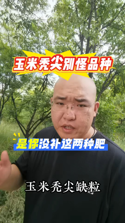 玉米秃尖缺粒是你没补这两种肥